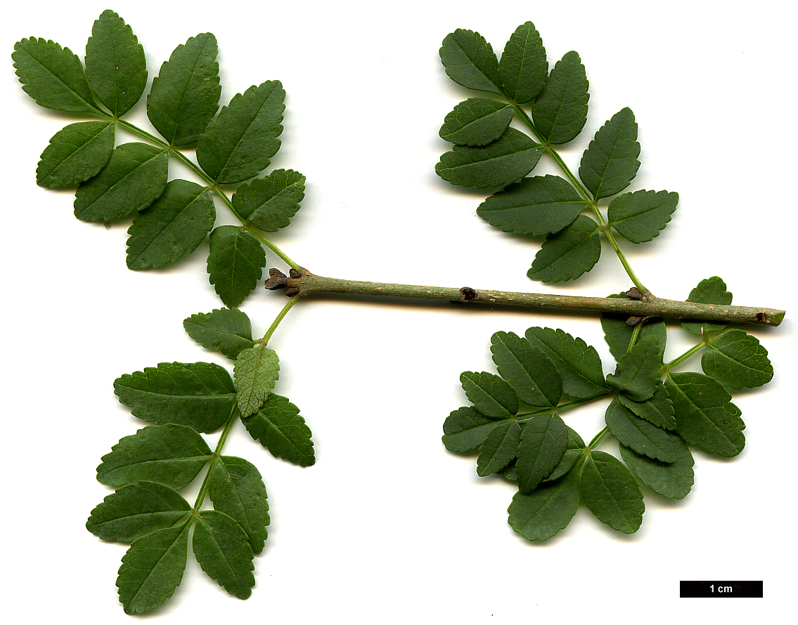 High resolution image: Family: Oleaceae - Genus: Fraxinus - Taxon: xanthoxyloides - SpeciesSub: var. dumosa